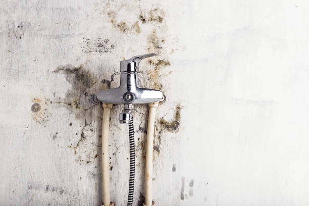 Best Black Mold Removal  in Pine Valley, CA