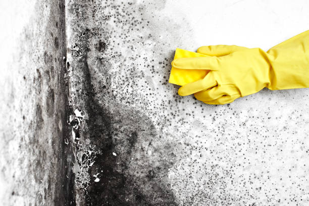Best Mold Damage Repair  in Pine Valley, CA