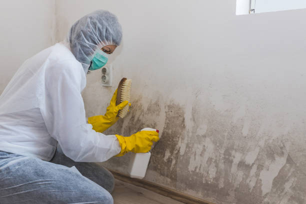 Certified Mold Removal in Pine Valley, CA