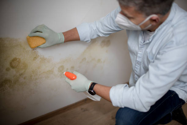 Office Mold Removal Services in Pine Valley, CA