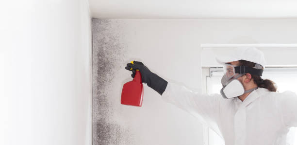 Best Toxic Mold Removal  in Pine Valley, CA