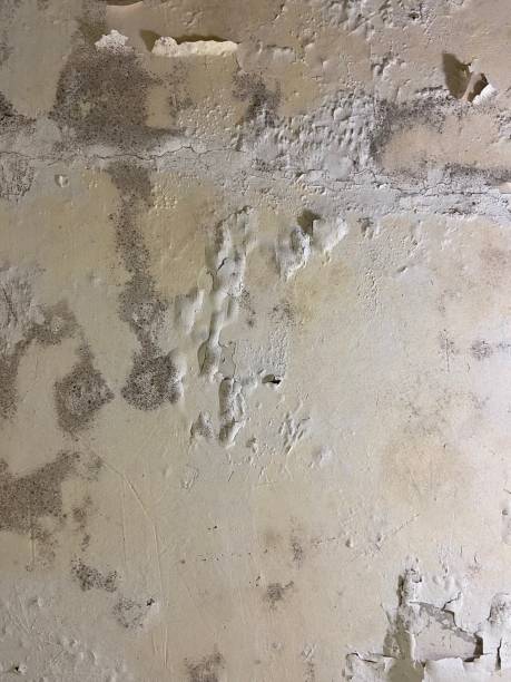 Best Crawl Space Mold Removal  in Pine Valley, CA