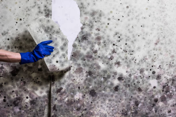 Best Attic Mold Removal  in Pine Valley, CA